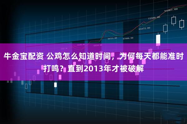 牛金宝配资 公鸡怎么知道时间，为何每天都能准时打鸣？直到2013年才被破解