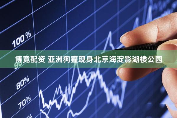 博竟配资 亚洲狗獾现身北京海淀影湖楼公园